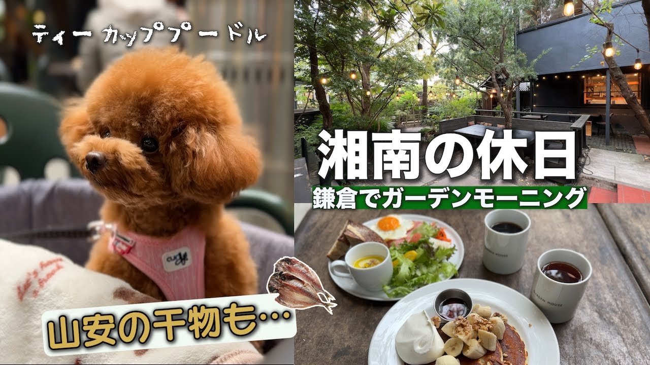 【鎌倉カフェレストラン】トイプードルと湘南の休日