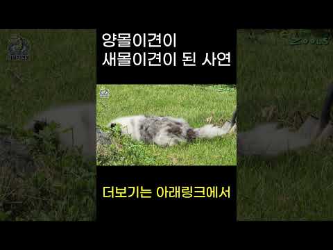 양몰이 <strong>견이</strong> 새몰이 <strong>견이</strong> 된 이유는??