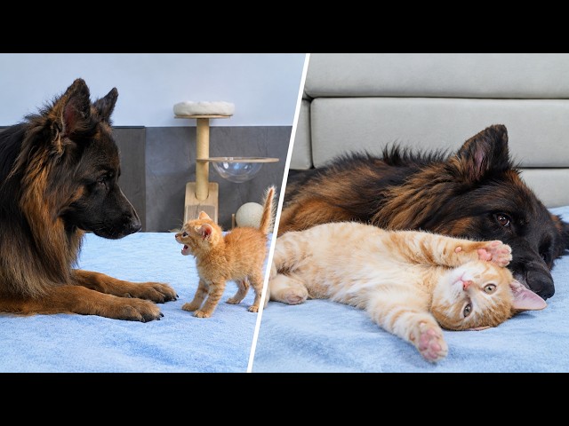 Terrified Kitten Goes From Hissing To Cuddling With A German Shepherd