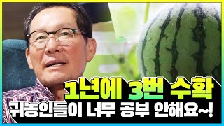 애플수박!! 여성이 좋아하는 작물을 재배해야 돈이 된다. 1년에 3번 수확 가능. 26장 잎의 비밀!? 돈이 되는 애플수박 이야기 ! #부부 농사론 400평이 딱 좋다!