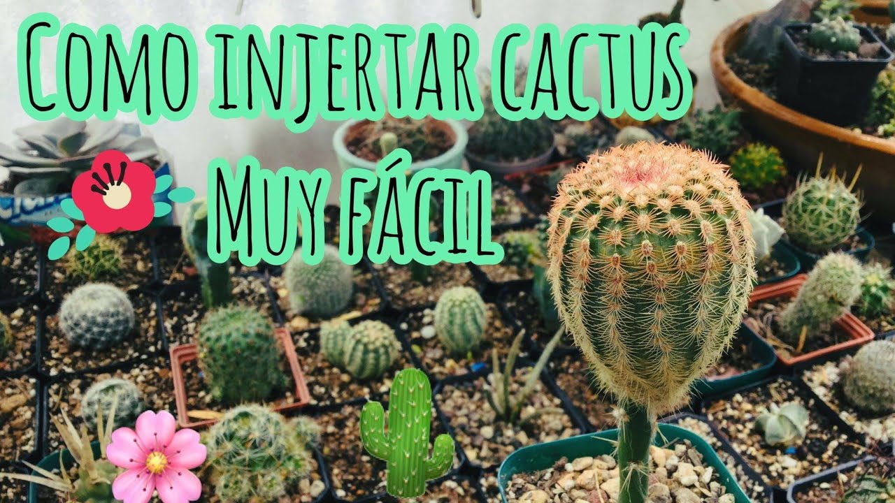 Como Hacer Germinar Semillas De Cactus