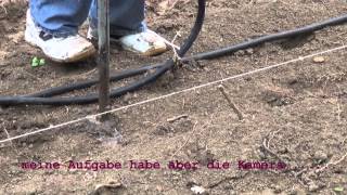 Energieholz Aus Robinie 2013- Pflanzung