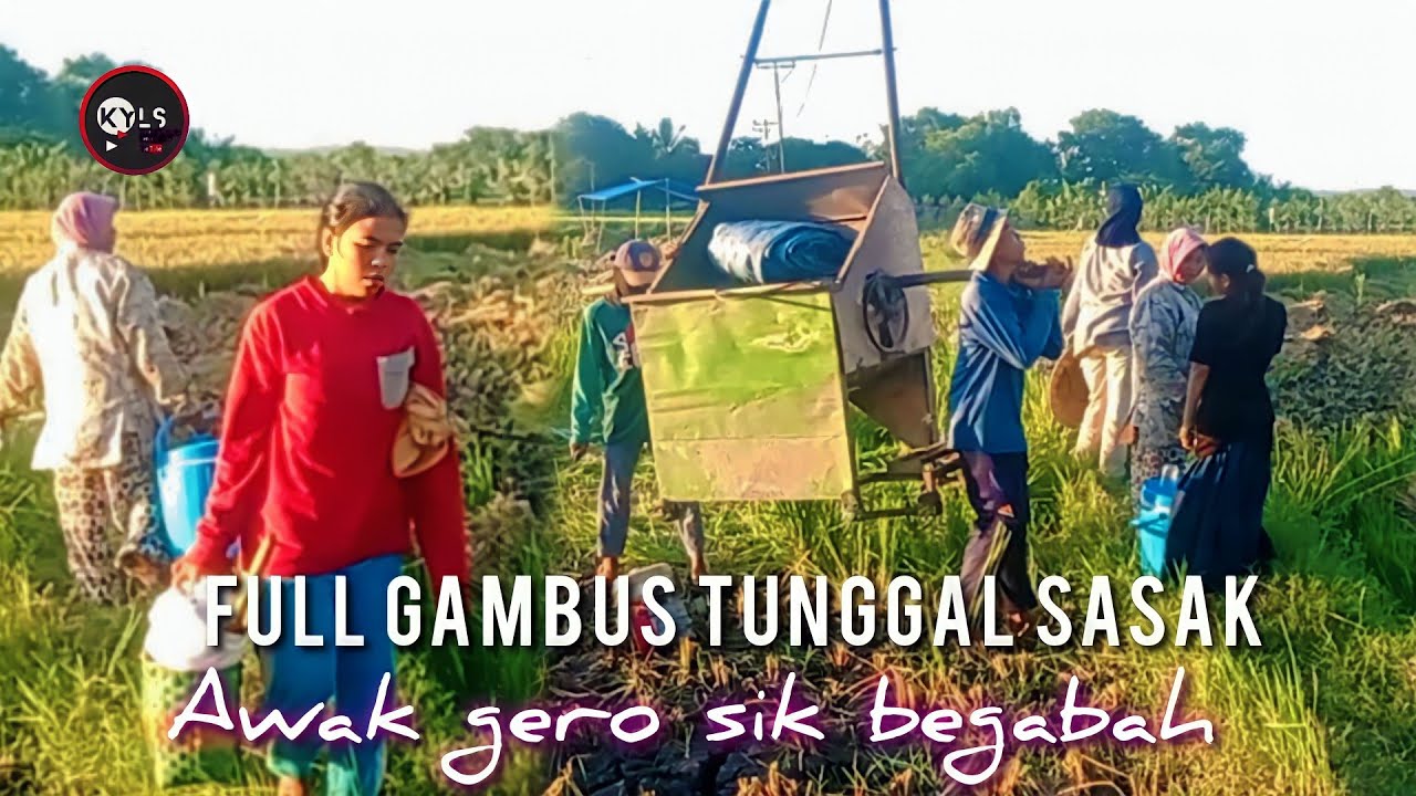 🥎FULL GAMBUS TUNGGAL SASAK AWAK GERO SIK MERAMPEK BILANG BANGKET TAOK NONGAK