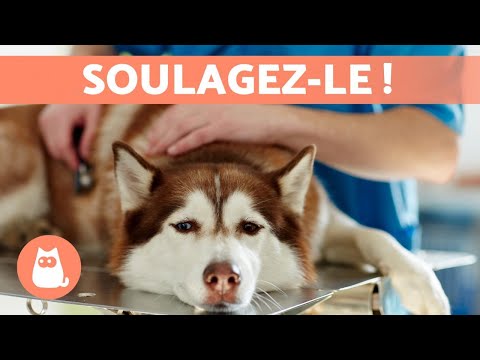 Vidéo: Utilisation de bols d'eau pliables pour prévenir la déshydratation chez les chiens