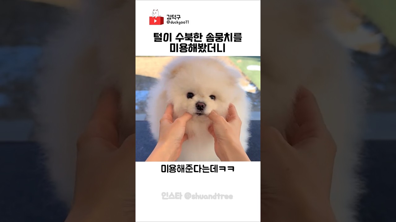 털이 수북한 솜뭉치를 미용해봤더니