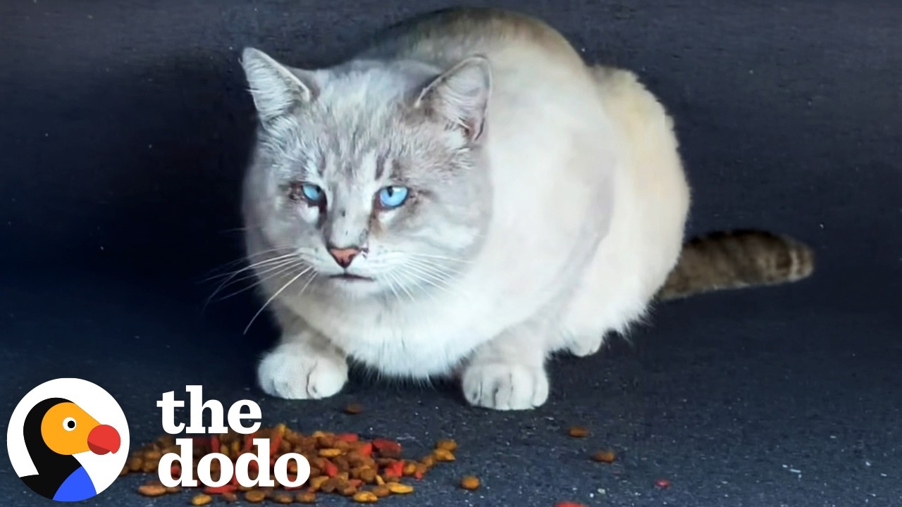 Bullied Stray Cat Finally Learns to Trust and Finds a Friend