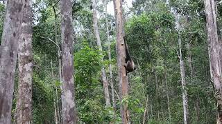 Gibbon Jumping Onto An Orangutan Feeding Platform For Food