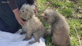 Firefighter saves dog's life with CPR after fire