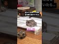 大きく育てたコオロギを豆太郎に食べさせていたら･･･