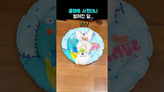댕댕이 쿨매트 사줬더니 벌어진 일..