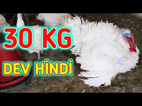 30 Kilogram Dev Hindi - Beyaz Kanada Hindisi