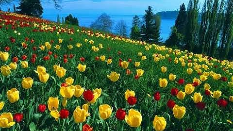 تلاوة بديعه جدااااااا من سورة المائدة بصوت القارئ محمد الغزالى (صوت ممتع جدااااااا )