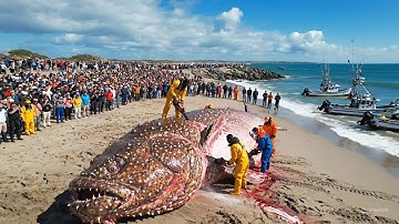 A $1 Million Giant Stonefish Season — The World’s Largest Commercial Longline Fishing Documentary