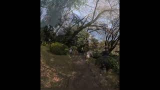 ①🌸 【新宿御苑【桜編】を堪能してみた（8K VR180＆バイノーラル録音）】 🌿🌸第五章📺本編はVR180の8Kバージョンで公開中！→✨ [Ashikaga Flower Parkを押して