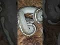 Cute ball Python after shedding #ballpython #reptiles #royalpythons #pitonbola #snake #pythonbreeder
