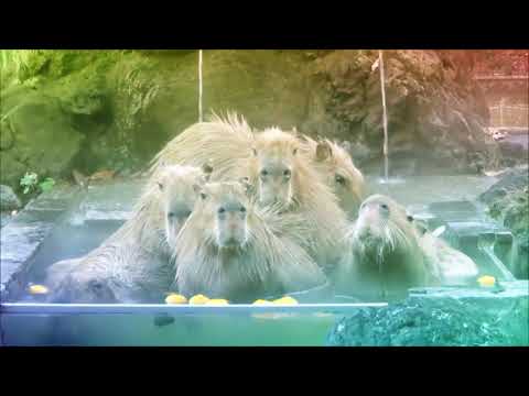 CAPYBARA OK I PULL UP