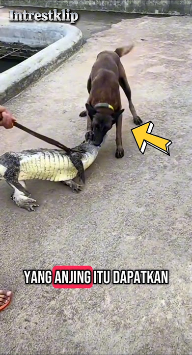 SI ANJING YANG SOK KERAS🗿#faktaunik #animals #animalshorts #ytshorts #shorts #facts #anjing