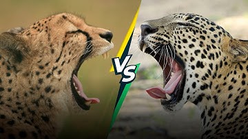 The Difference Between Leopard and Cheetah: A Detailed Comparison