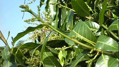 Mango Flowering Stages