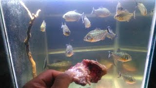 TES, MEMBERI MAKAN IKAN PIRANHA (RBP) DAGING AYAM, REQUEST DARI SUBSCRIBER