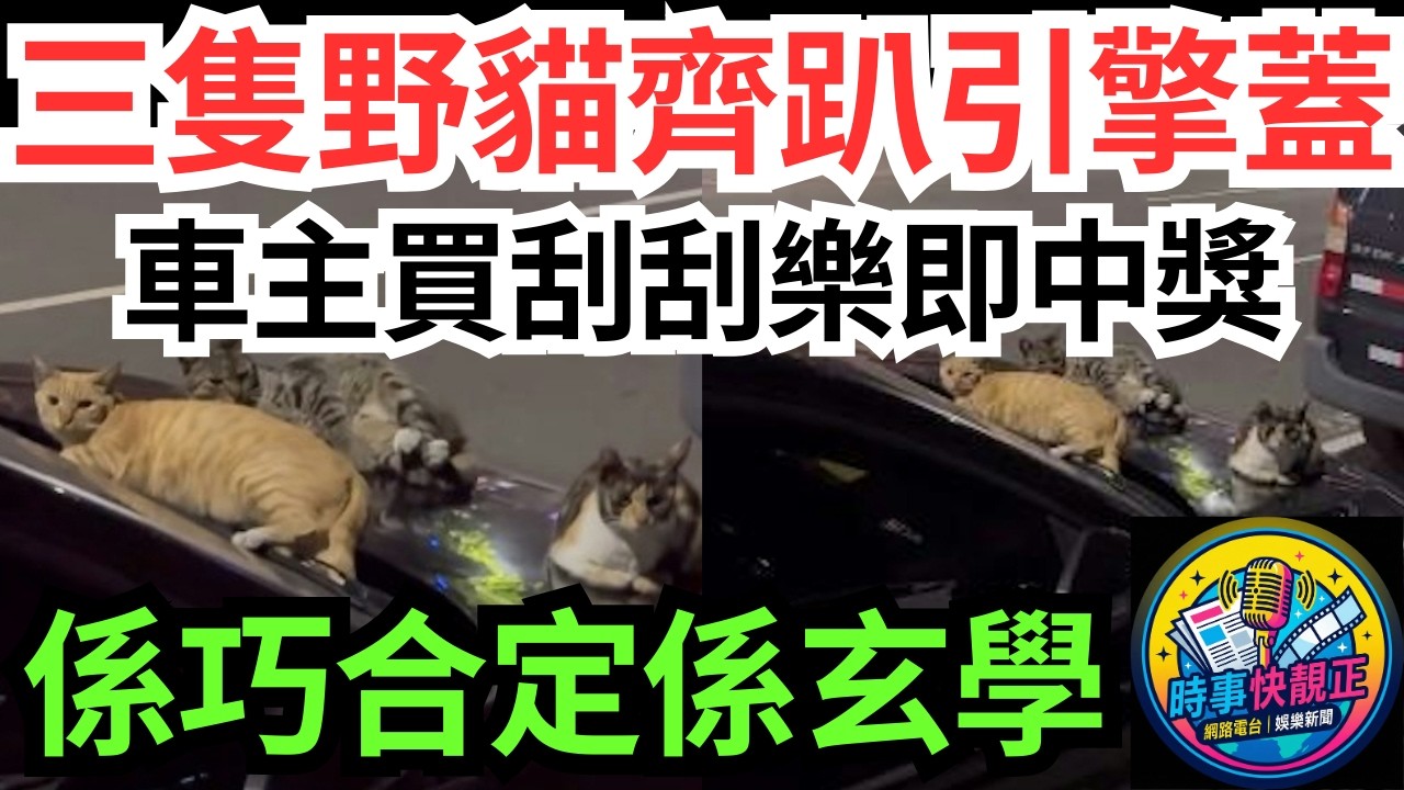 【自來貓帶財?】三隻野貓齊趴引擎蓋!網民呼好運車主買刮刮樂即中獎!係招財定係迷信?係巧合定係玄學?#全城熱話 #網絡熱話 #社會時事 #社會熱話 #時事 #社會新聞 #民生 #港聞  #新聞簡報