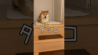 台風が過ぎた日の柴犬は【皆さん大丈夫でしたか？】豆柴アオと柴犬委員会　Shiba Inu Lovers　 mameshiba AO & shiba inu committee #Shorts