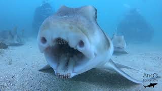 PADI Aware Shark Conservation