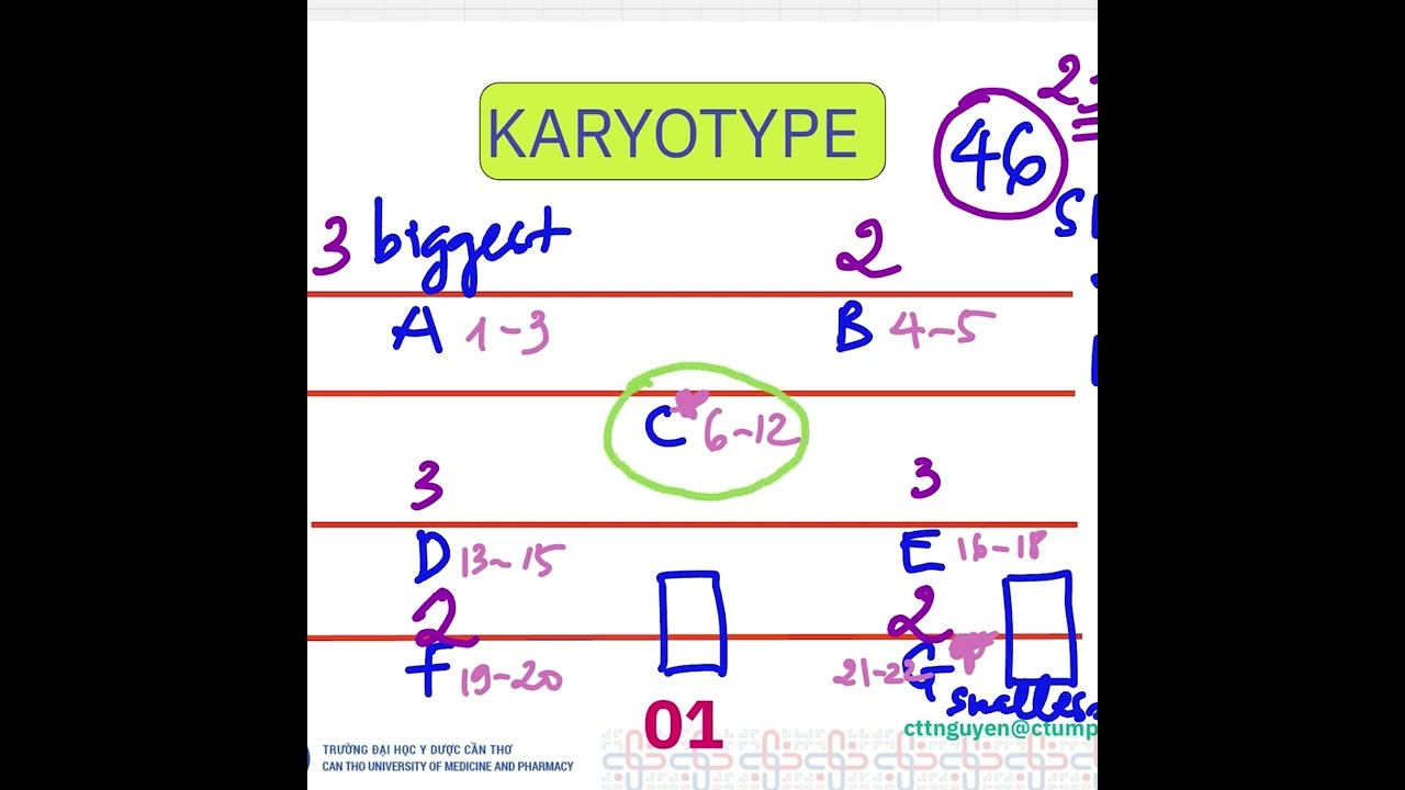 Tips học đặc điểm NST - karyotype