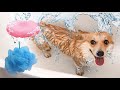 Как купать и сушить собаку