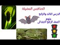 كيف يستخدم الإنسان والحيوان الضوء والصوت للتواصل شرح علوم للصف الرابع الابتدائي الثالث والرابع 