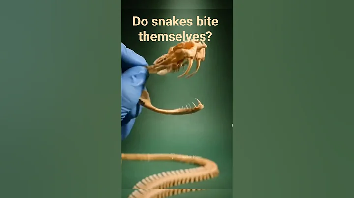 Why do snakes bite themselves #shorts
