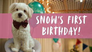 Lhasa Apso 1st birthday celebrations. Birthday cake, swimming and fun! by Sayali G. 8,817 views 4 years ago 4 minutes, 11 seconds