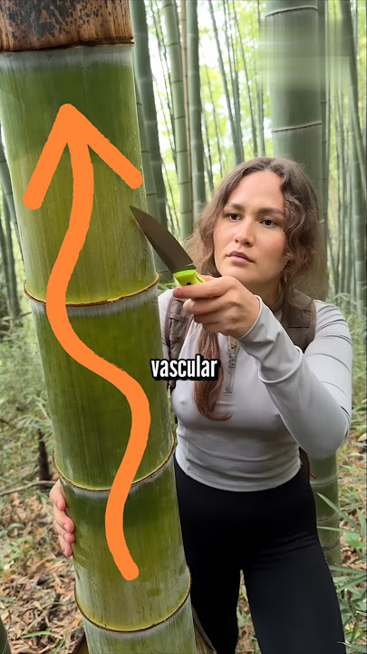 Focus On Bamboo (If You Can!) 👀