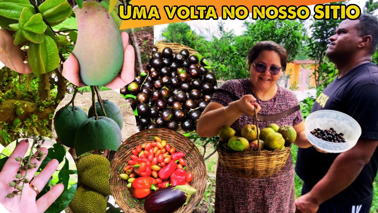VOCÊ NÃO VAI ACREDITAR NO QUE COLHEMOS HOJE! 😱 (Tour pelo Sítio)