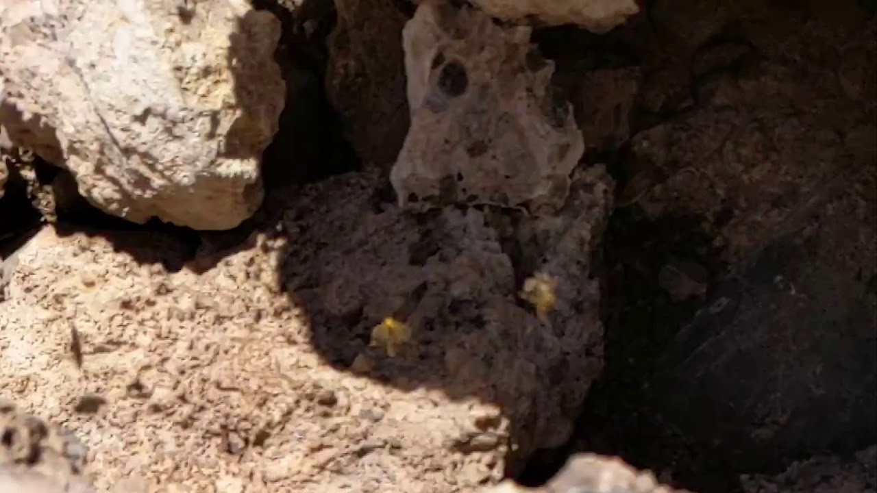 BEES COLLIDE - YouTube