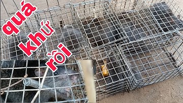 Bẩy chuột cống nhum lại tiếp tục trúng lớn, mười sáu cái bẩy mà dính thấy mê.# săn bắt ba tri #