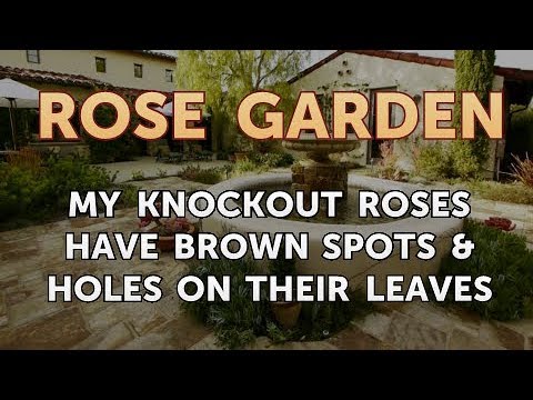 Видео: Коричневые листья на нокаутных розах – почему нокаутные розы темнеют
