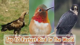 Top 10 Fastest Bird In The World