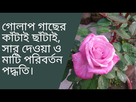 ভিডিও: ছাঁটাই কাঁচি ব্যবহার করুন এবং আপনার গোলাপ আবার প্রস্ফুটিত হবে