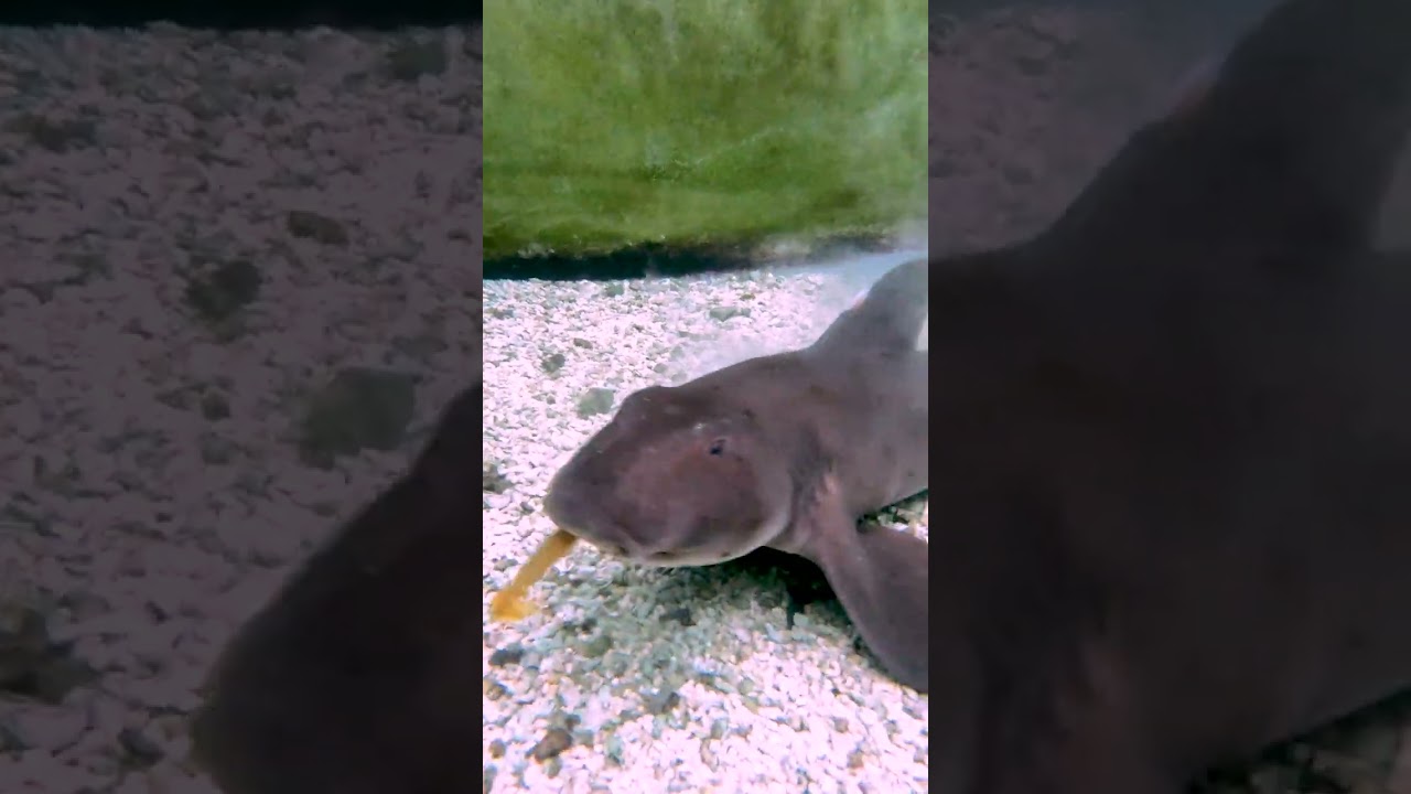 SHARK HATCHING FROM EGG!!! :O - YouTube