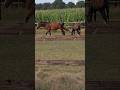 Германия Deutschland #shortsvideo #природныепейзажи  #животные #лошади