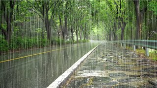 Relax With The Rain Sounds Of A Beautiful Treelined Road  Insomnia Relief & Study White Noise