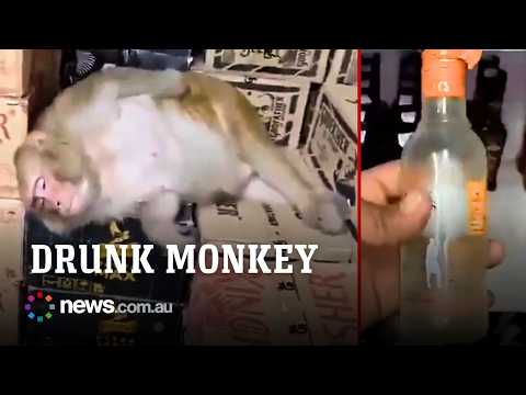 Monkey breaks into a liquor store and passes out after drinking alcohol