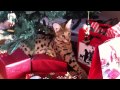 Buddy Serval Christmas!