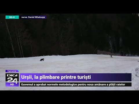 Video: Ursii cu fața scurtă au hibernat?