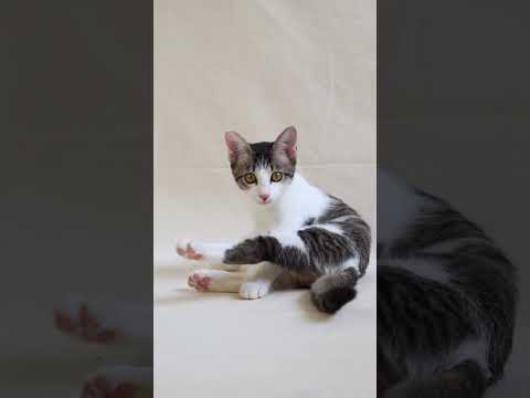 Domestic Short Hair Kitten For Adoption - 4 Months, Zoey &amp; Chloe from Sg Long, Selangor