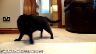 A Black Cat and a Laser Pen – Endless Entertainment screenshot 5
