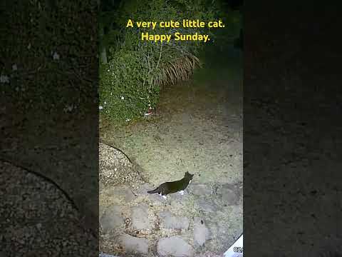 A very cute little cat. Happy Sunday.