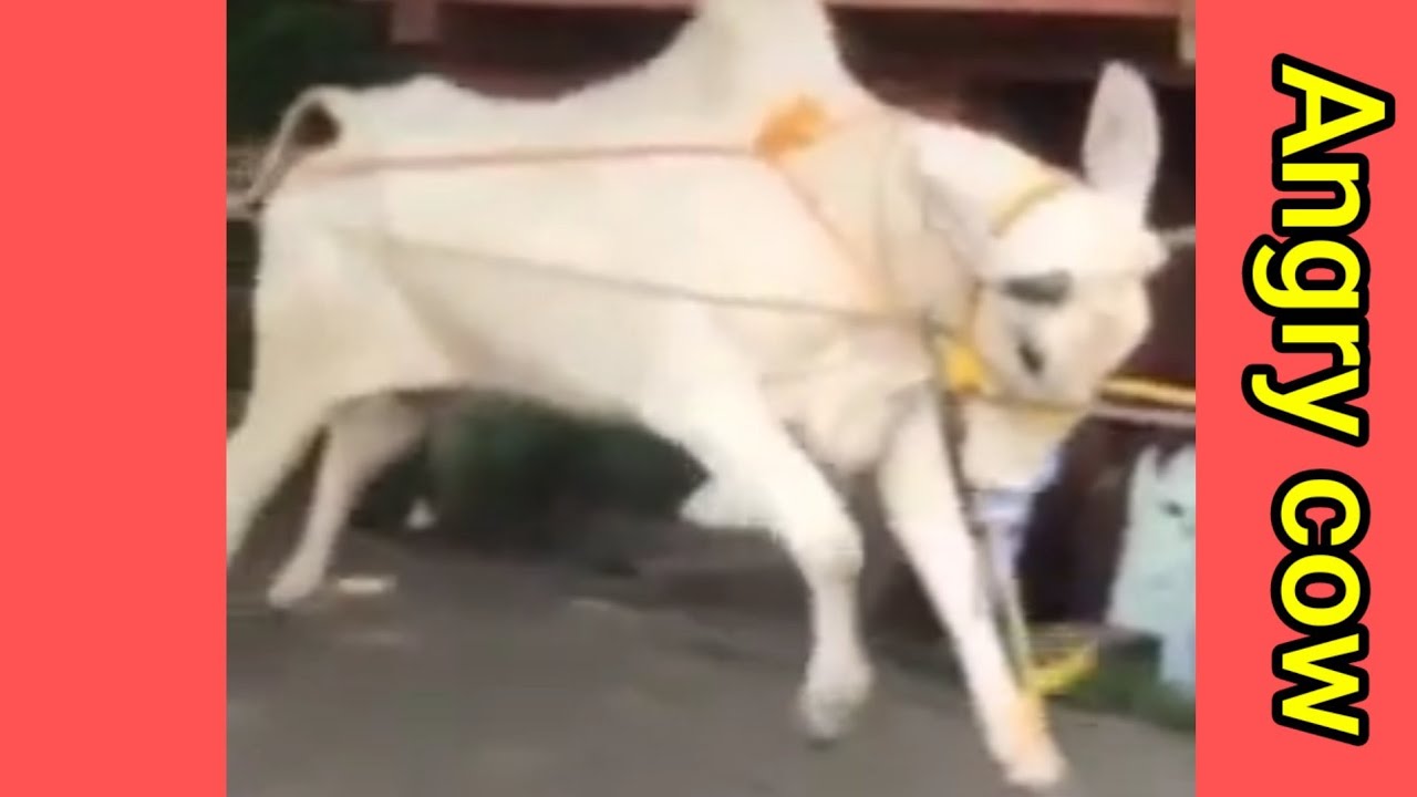 Angry cow running in public at Lengragram bakrid cow 2021