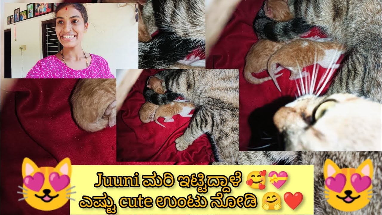 Juuni ಮರಿ ಇಟ್ಟಿದ್ದಾಳೆ 🥰 🤗 ಎಷ್ಟು ಕ್ಯೂಟ್ ಉಂಟು❤ ಅಪ್ಪನಿಗೆ ಹುಷಾರಿಲ್ಲ🥺